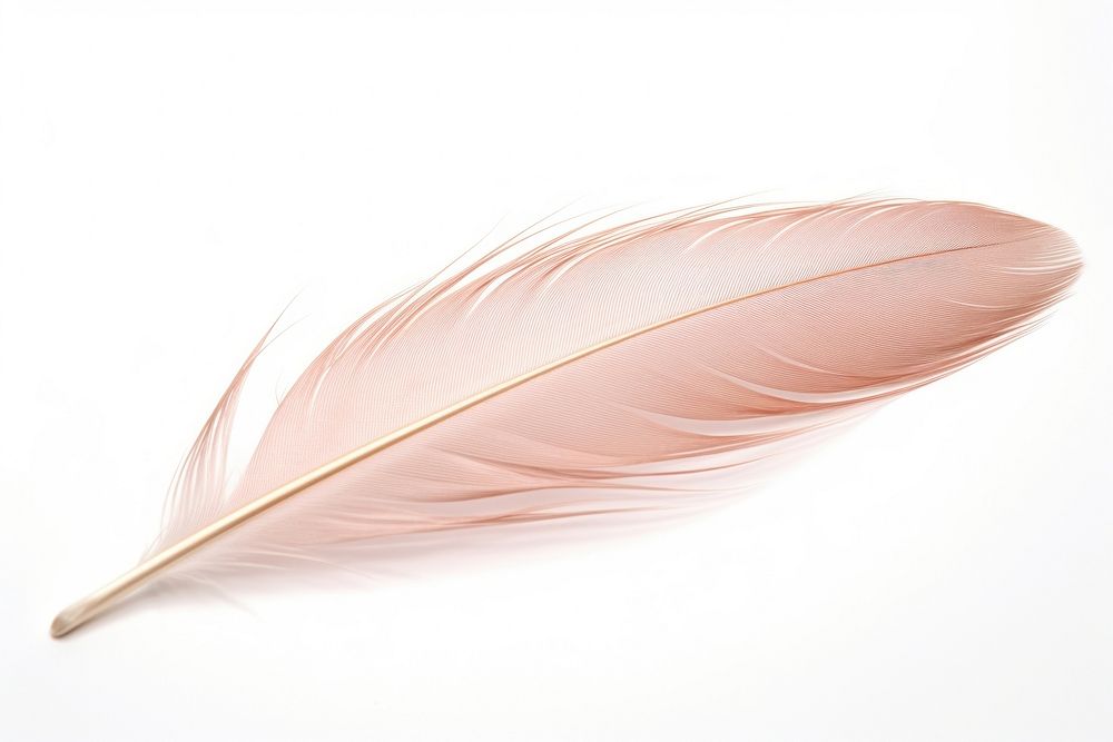 Feather white background lightweight accessories.
