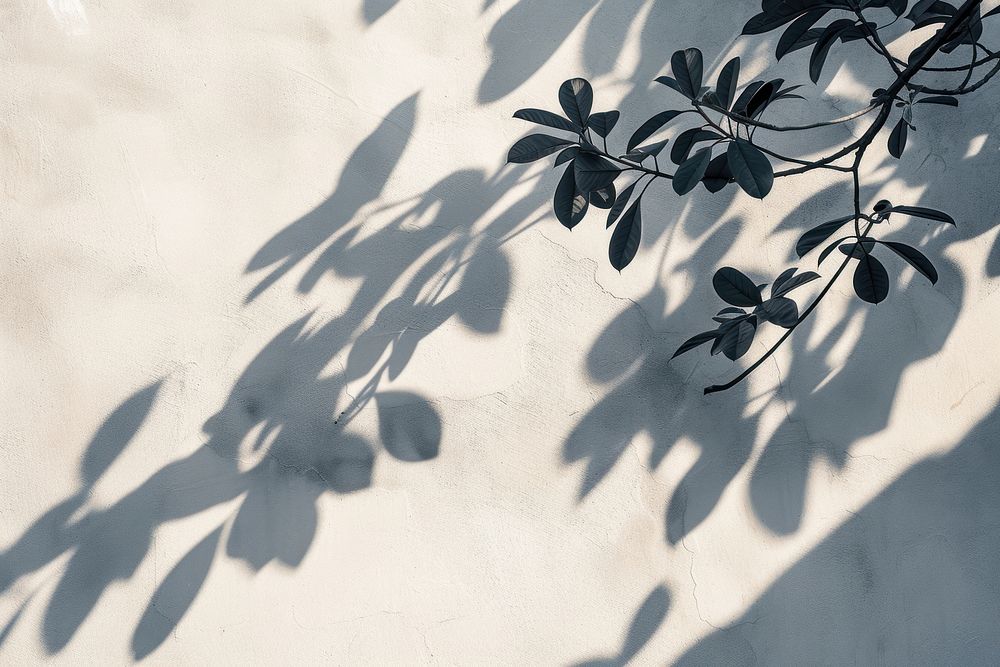 Leaves shadow wall architecture backgrounds.