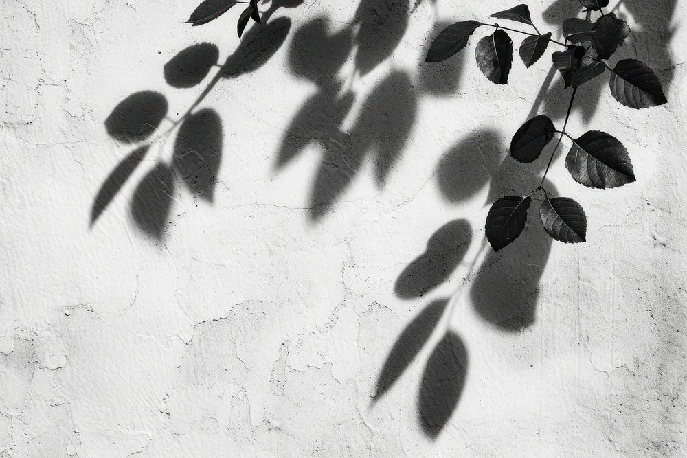 Leaves shadow wall backgrounds plant.
