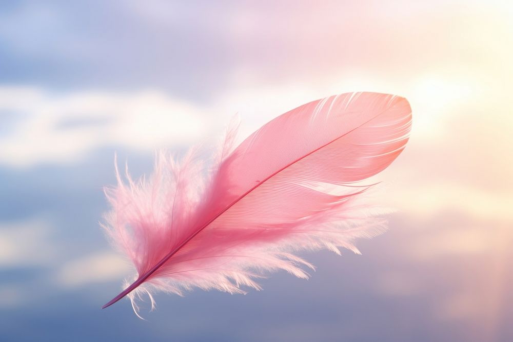 Pink feather on cloud sky outdoors nature.