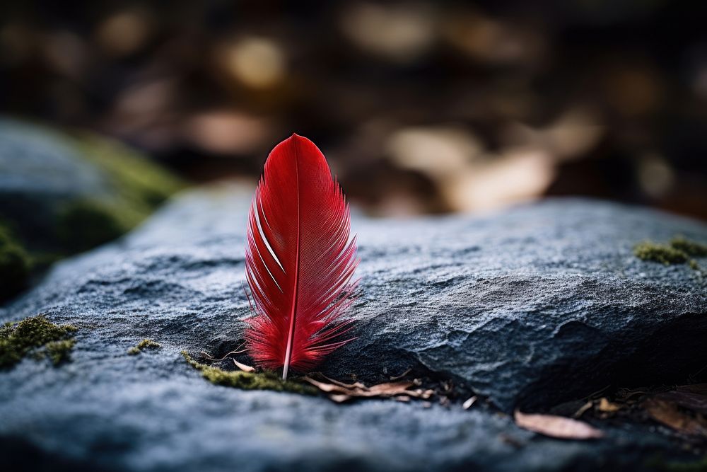 Red feather on stone plant petal leaf.