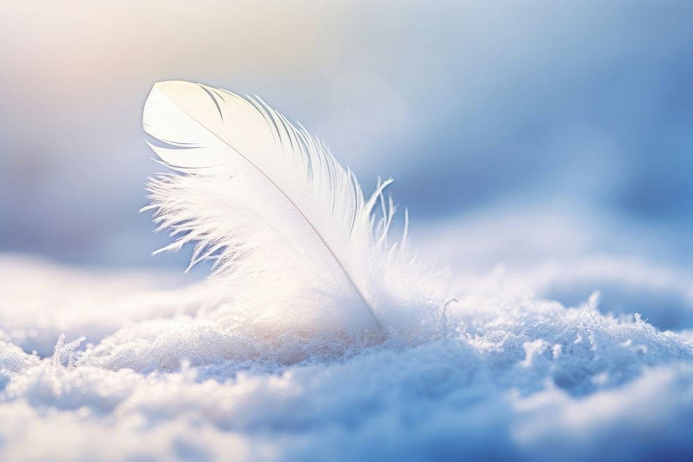 White feather on snow outdoors nature lightweight.