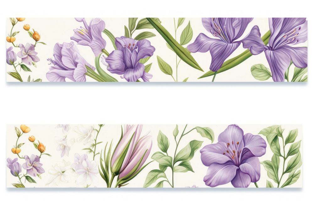 Flower illustration pattern adhesive strip plant white background inflorescence.
