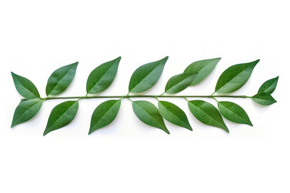 Leaves pattern illustration adhesive strip plant herbs leaf.