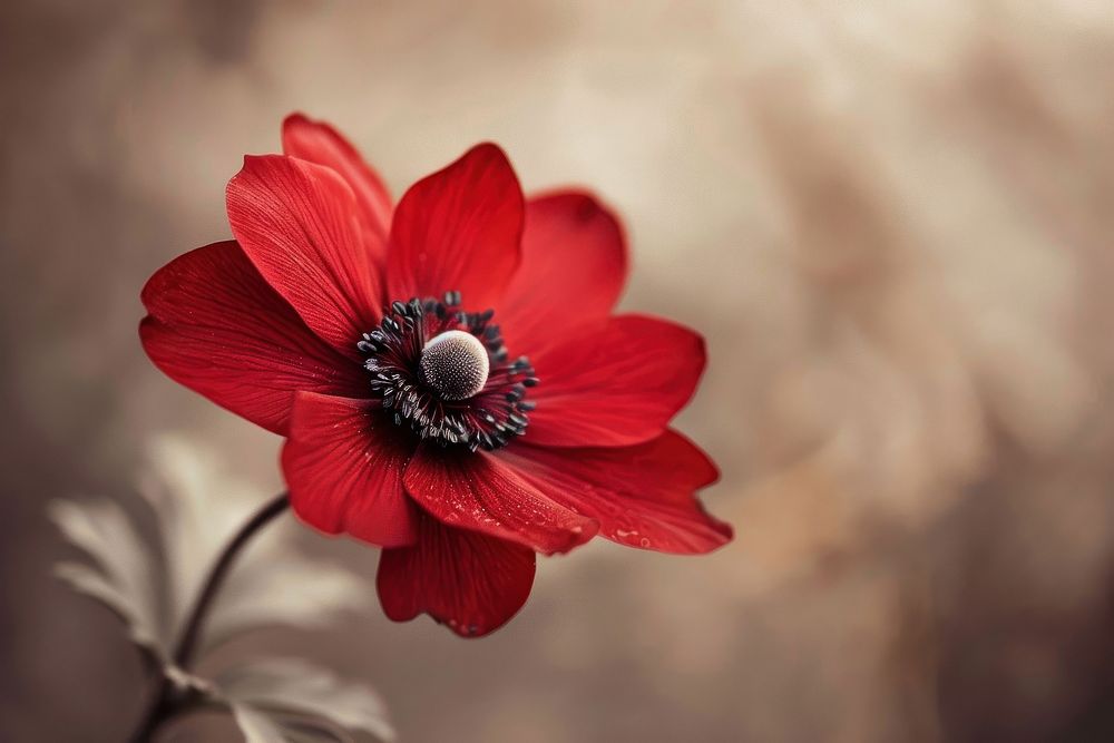 Red Anemone flower blossom anemone petal.