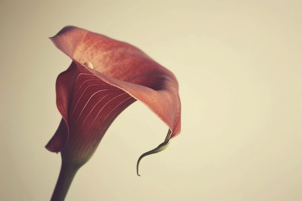 Red Calla lily flower petal plant freshness.