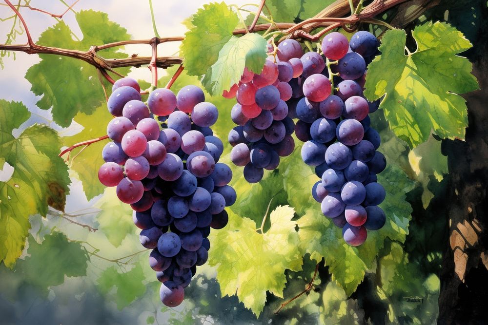 Vineyard grapes outdoors nature.
