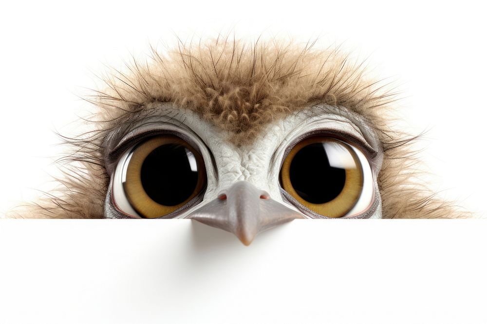 Ostrich animal peeking bird.