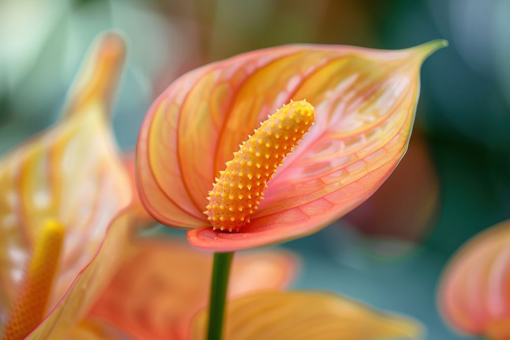 Close up of anthurium flower plant petal.