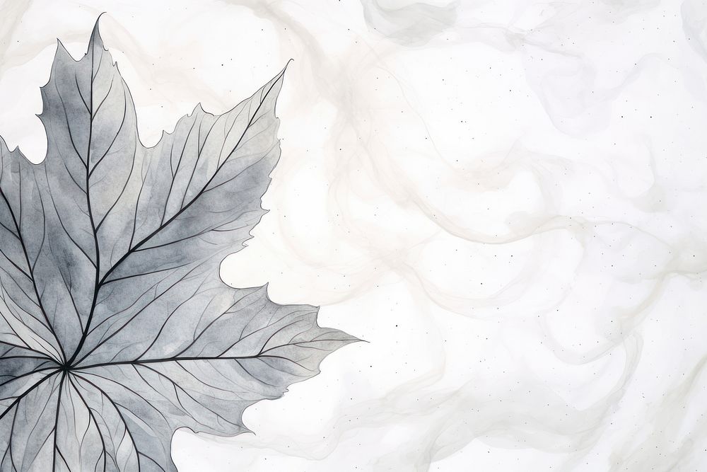 Grey Maple leaf backgrounds abstract maple.