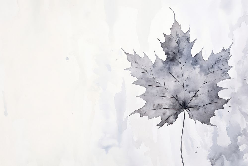 Grey Maple leaf backgrounds abstract maple.