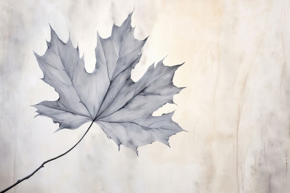 Grey Maple leaf backgrounds maple plant.