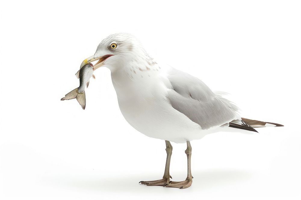 Beak seagull animal white.