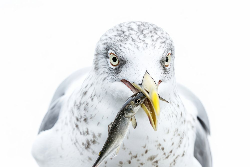 Beak seagull animal bird.