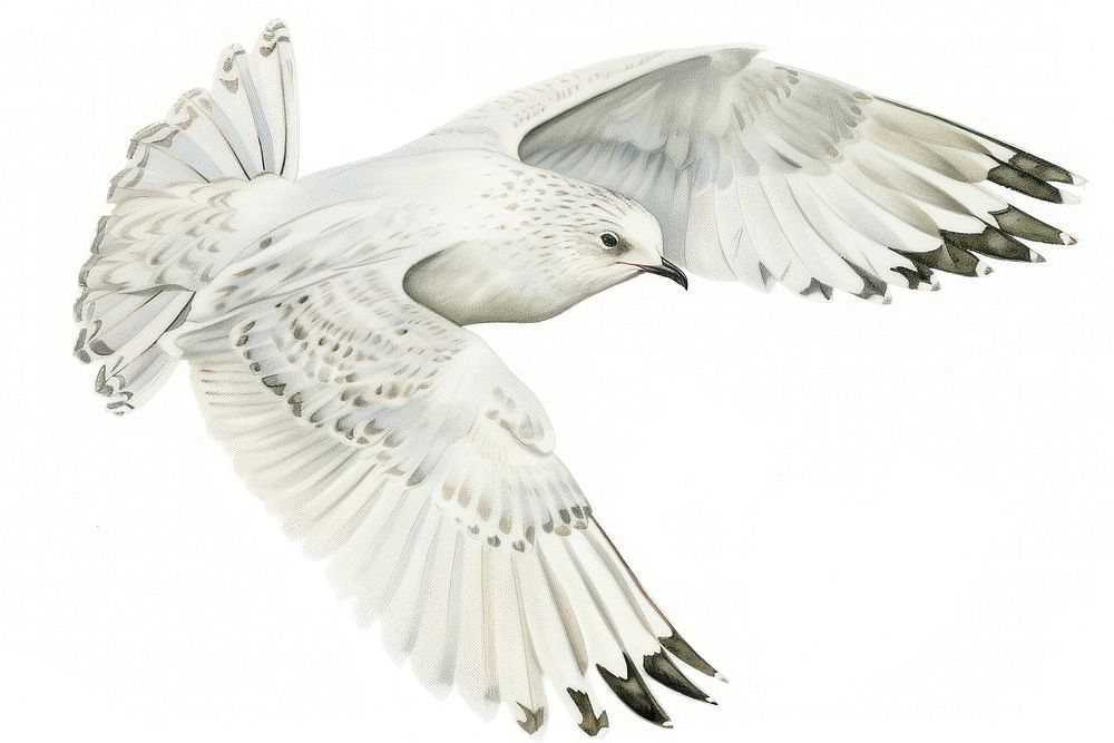 Flying Ring-Billed Gull flying animal white.