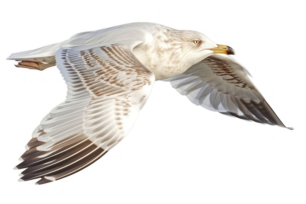 Flying Ring-Billed Gull flying seagull animal.