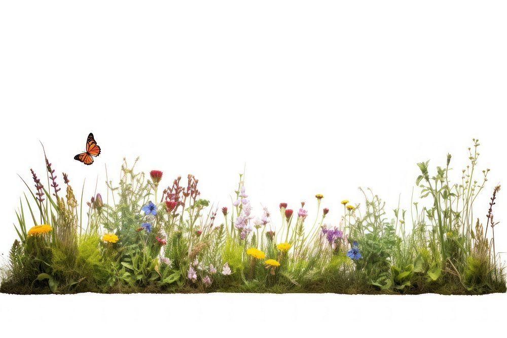 Meadow landscape border nature butterfly outdoors.