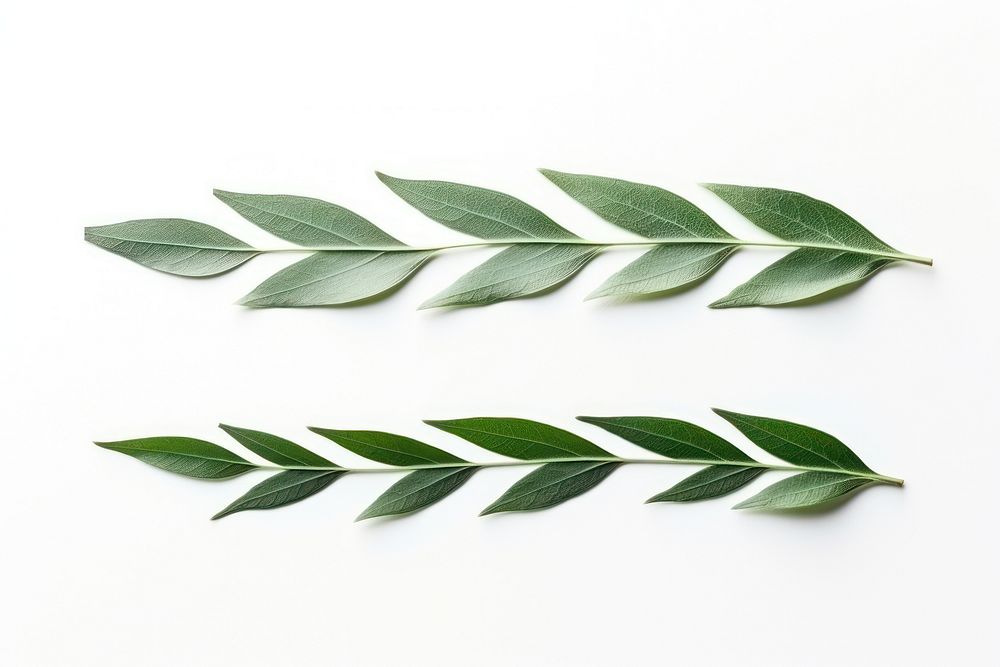Paper adhesive strip leaf plant herbs.
