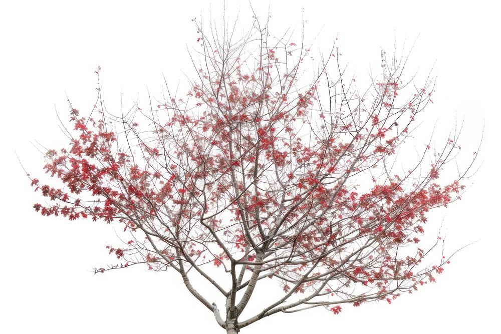 Red Alder tree blossom flower plant.
