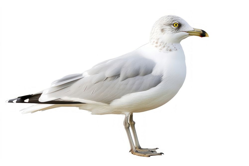 Ring Billed Gull seagull animal white.