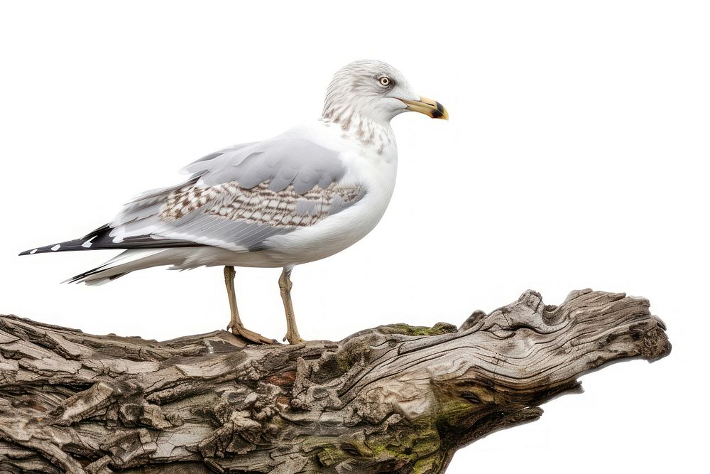 Ring-billed gull seagull animal white.