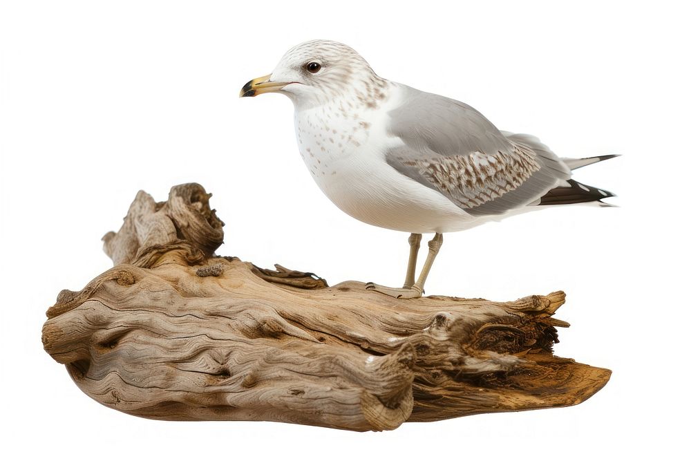 Ring-billed gull driftwood seagull animal.