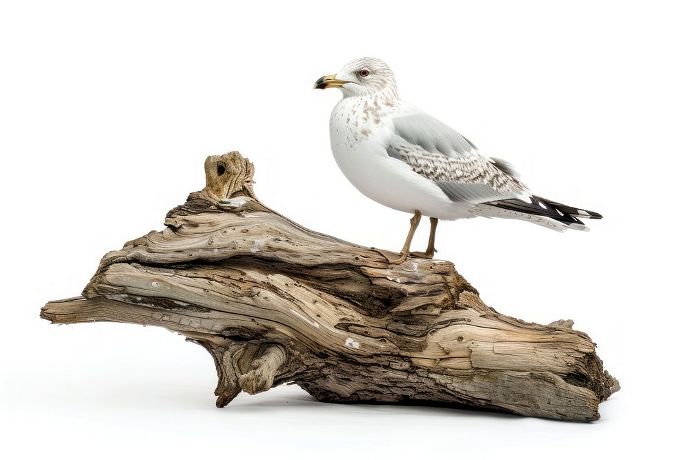 Ring-billed gull wood driftwood seagull.