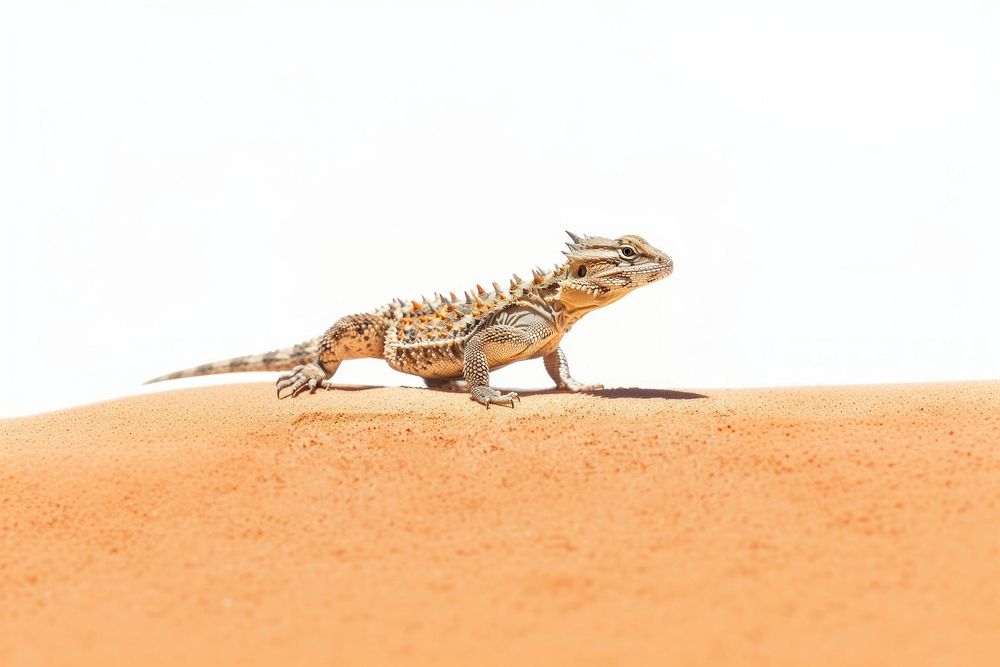 Thorny Devil Lizard walking red | Premium Photo - rawpixel