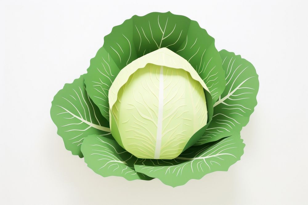 Illustration of a cabbage vegetable plant food.