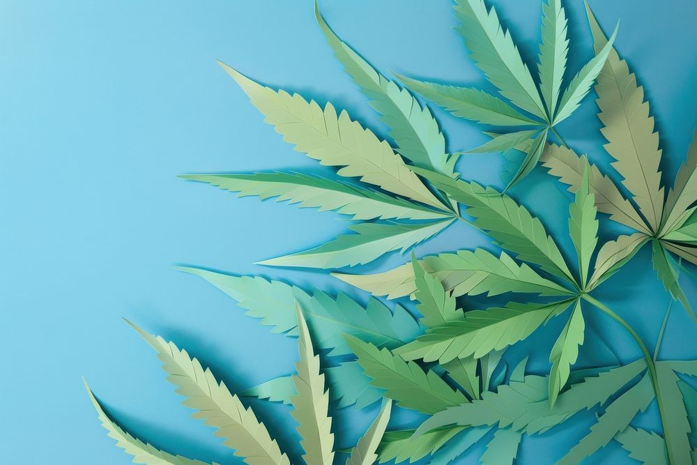 Backgrounds cannabis plant leaf.