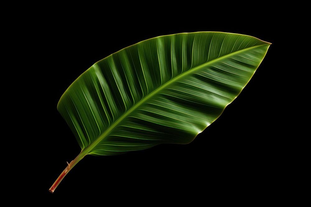 Banana leaf plant annonaceae freshness.