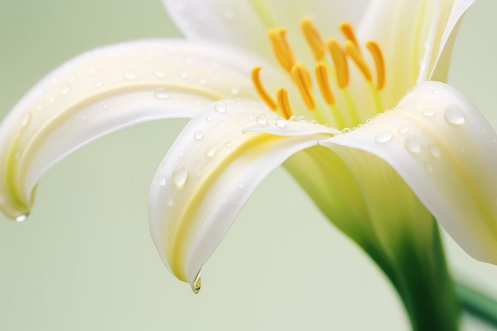 Water droplet on madonna lily flower blossom nature.