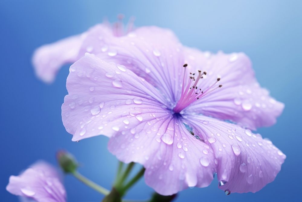 Water droplet on mallow flower nature outdoors.