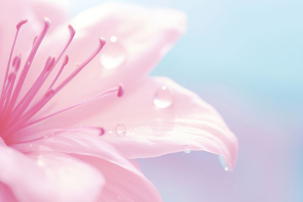 Water droplet on azalea flower backgrounds blossom.