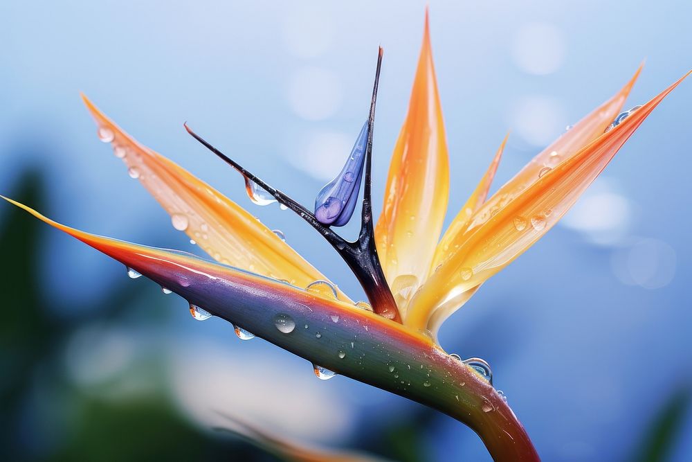 Water droplet on bird of paradise flower outdoors nature.