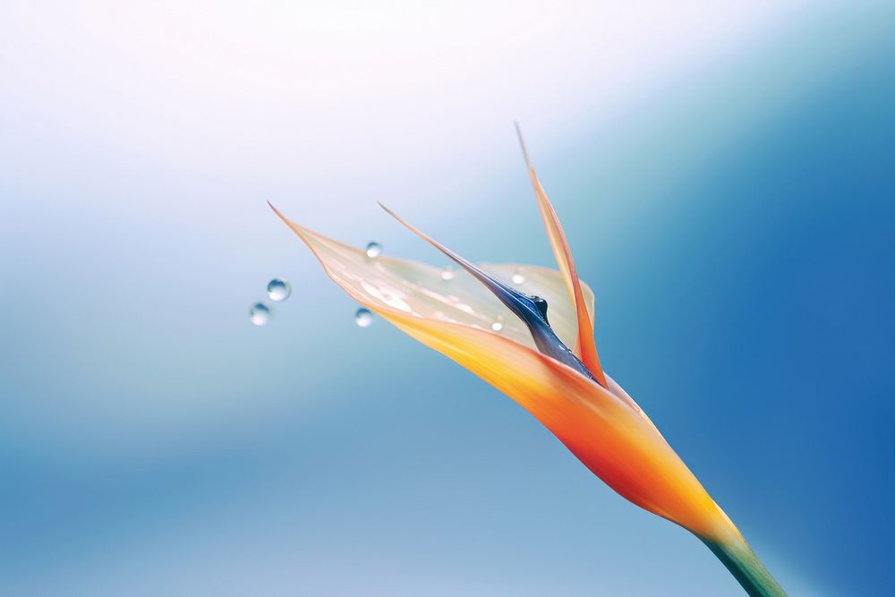 Water droplet on bird of paradise nature outdoors flower.
