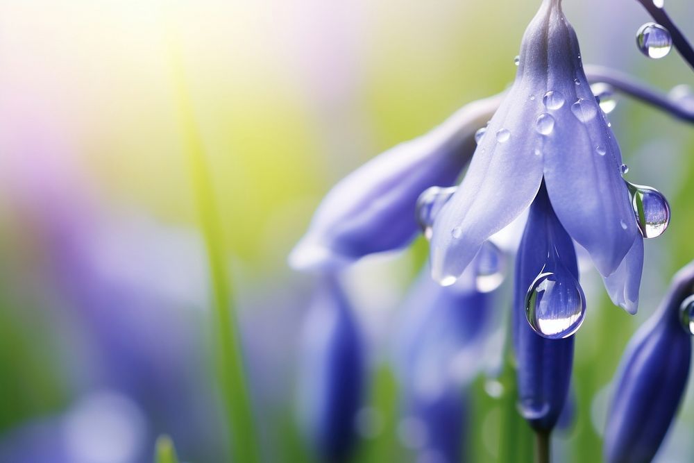 Water droplet on bluebells nature flower backgrounds.