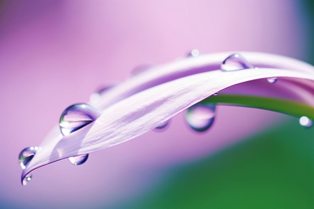Water droplet on botanical flower backgrounds nature.