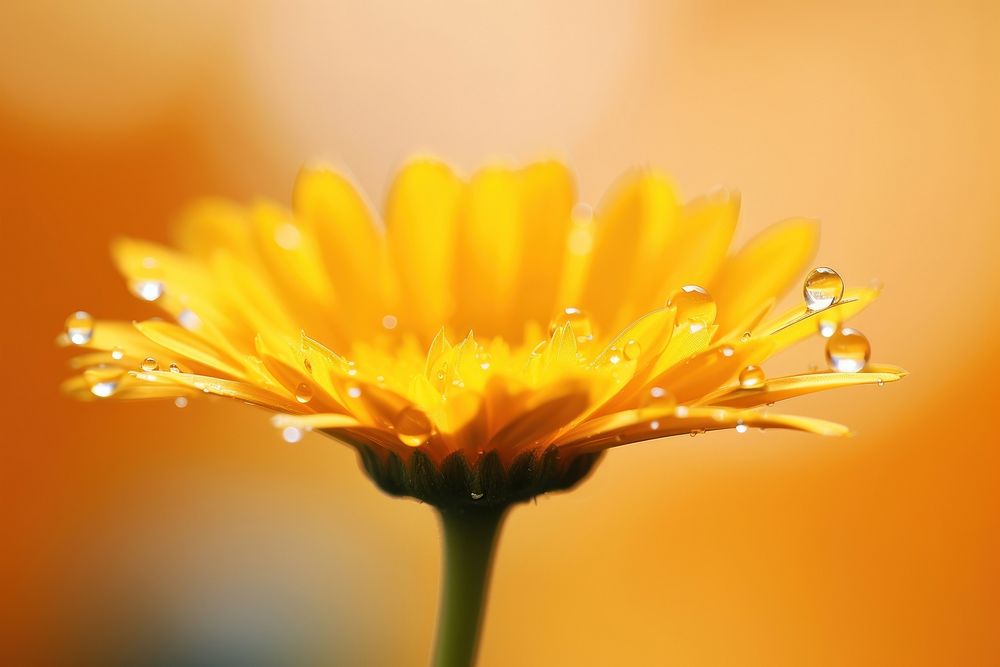 Water droplet on calendula flower blossom nature.