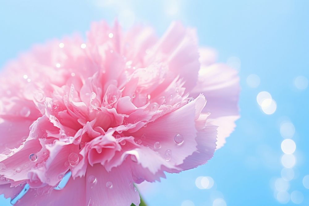Water droplet on carnation flower blossom nature.