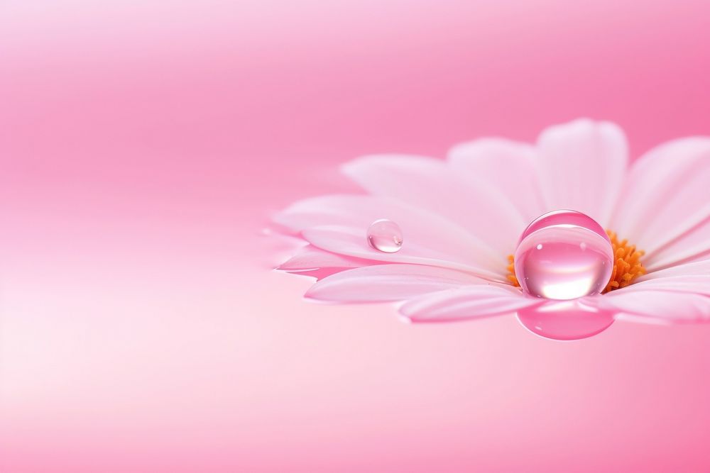 Water droplet on chinese pink flower backgrounds blossom.
