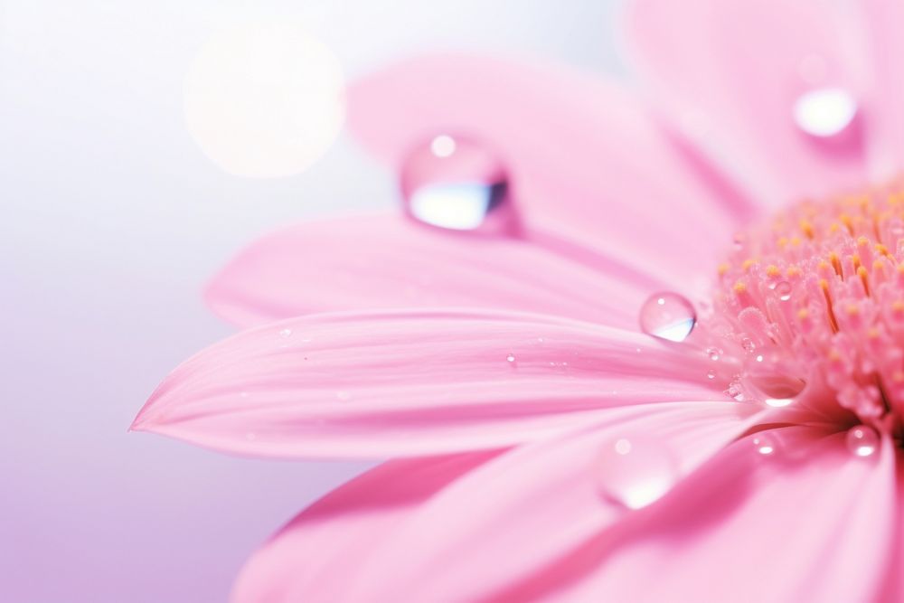 Water droplet on chinese pink flower nature backgrounds.