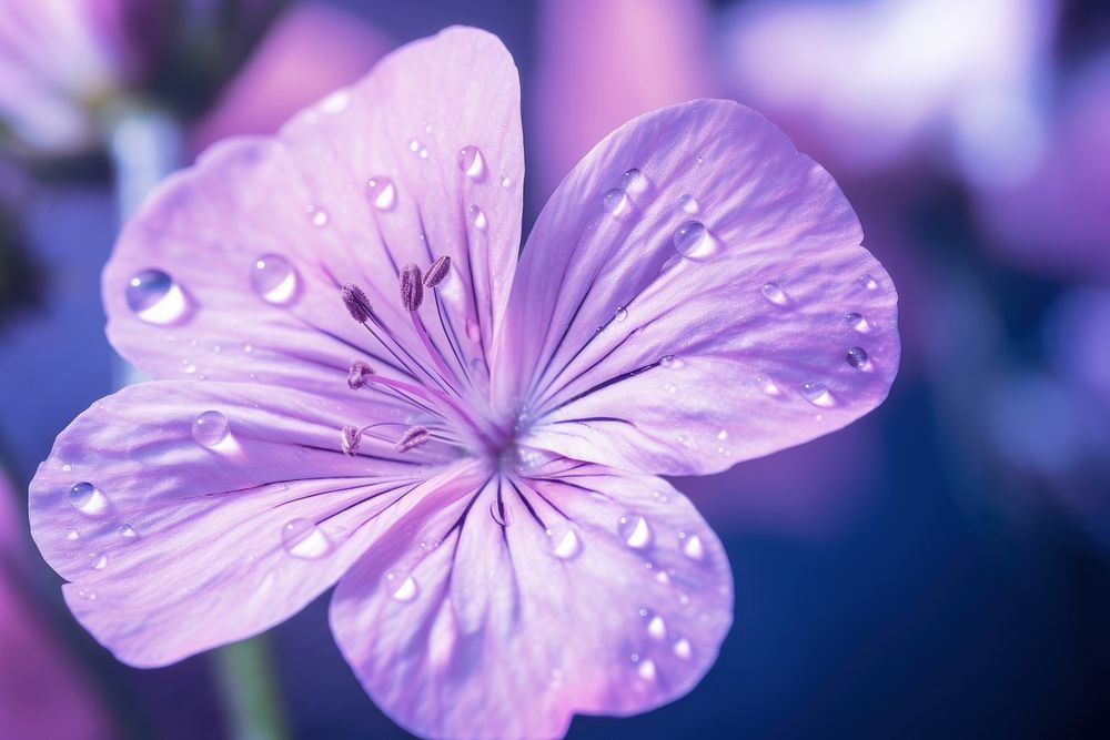 Water droplet on cranesbill flower blossom nature.