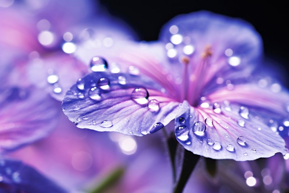 Water droplet on cranesbill flower nature outdoors.