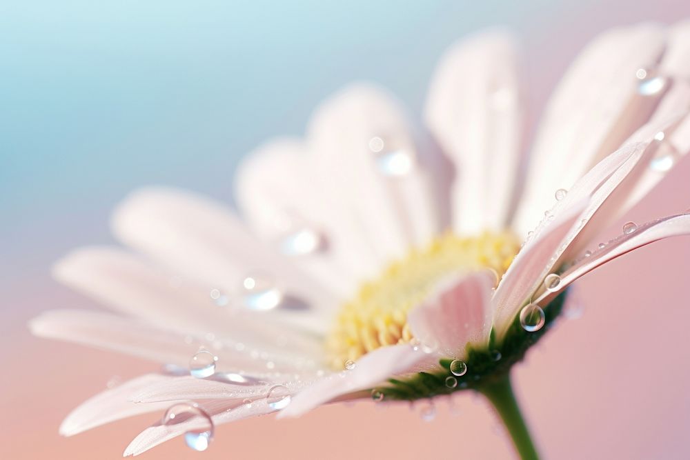 Water droplet on daisy flower blossom nature.
