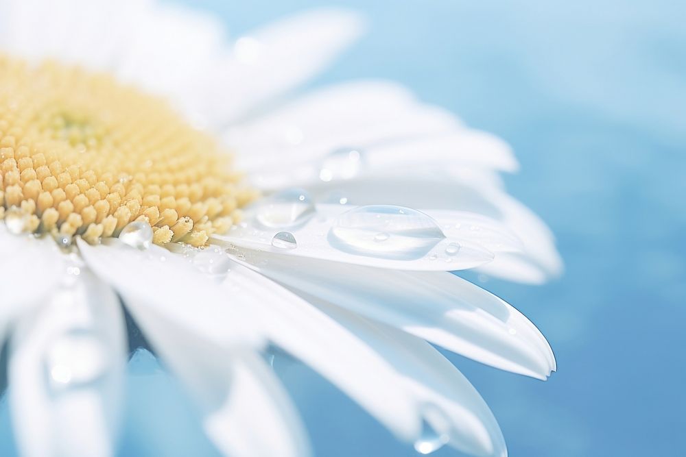Water droplet on daisy flower backgrounds nature.