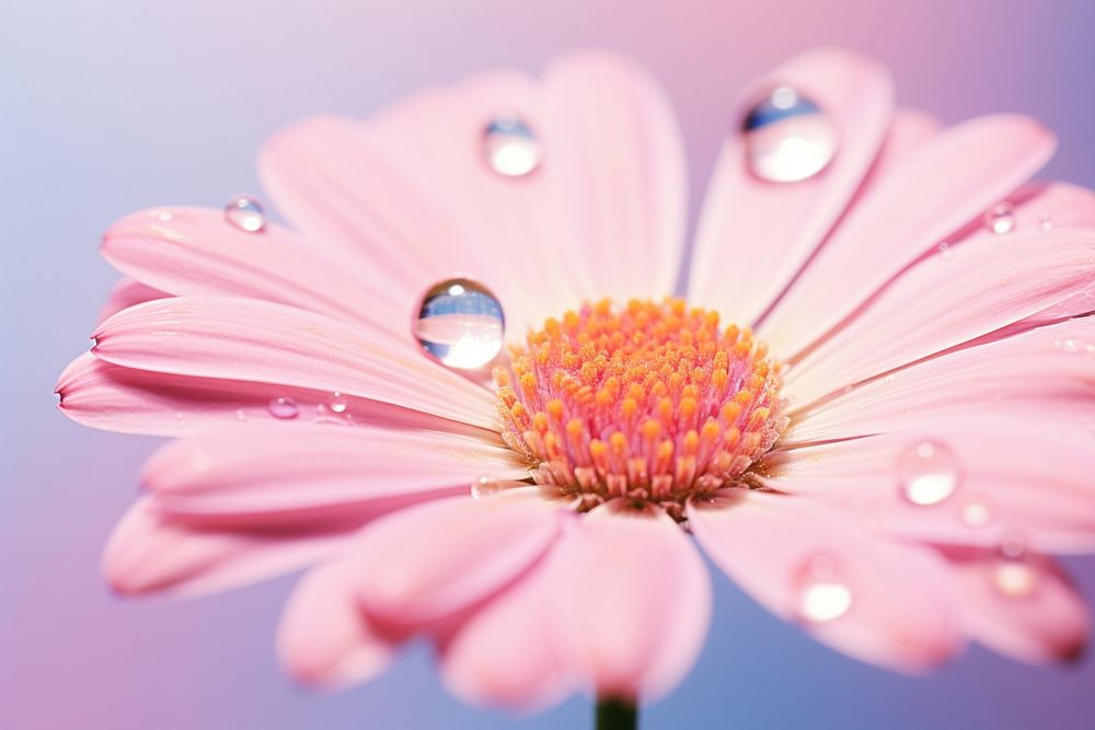 Water droplet on everlasting flower blossom nature petal.