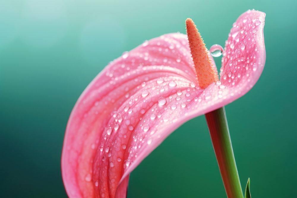 Water droplet on flamingo flower blossom nature petal.