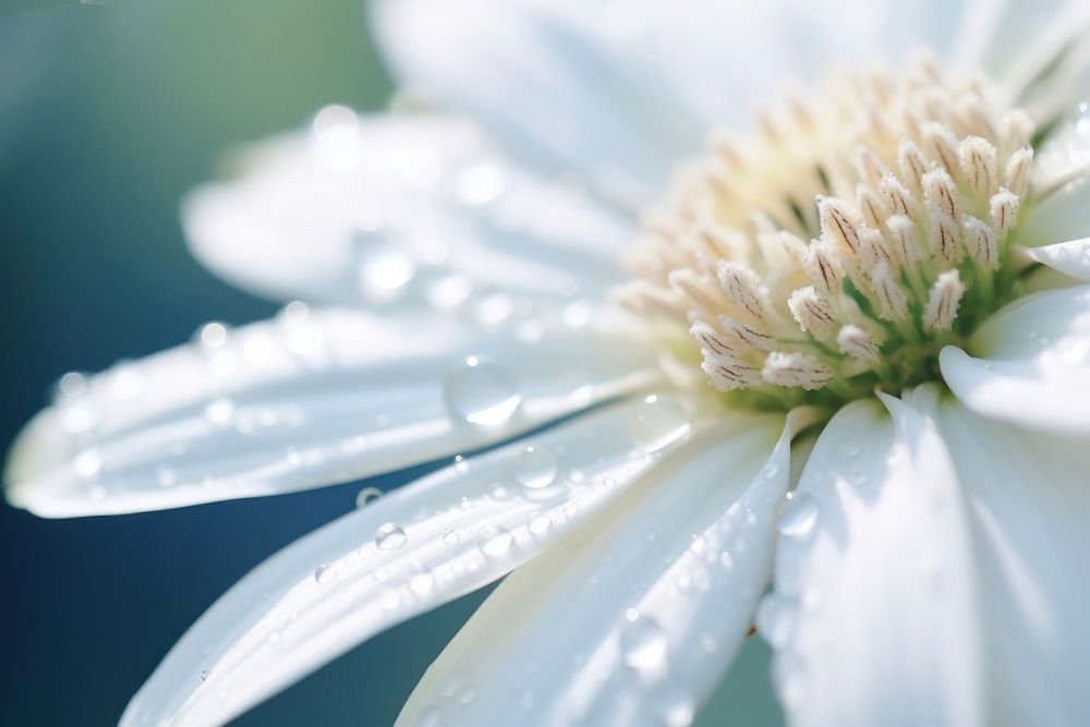 Water droplet on flannel flower backgrounds blossom nature.