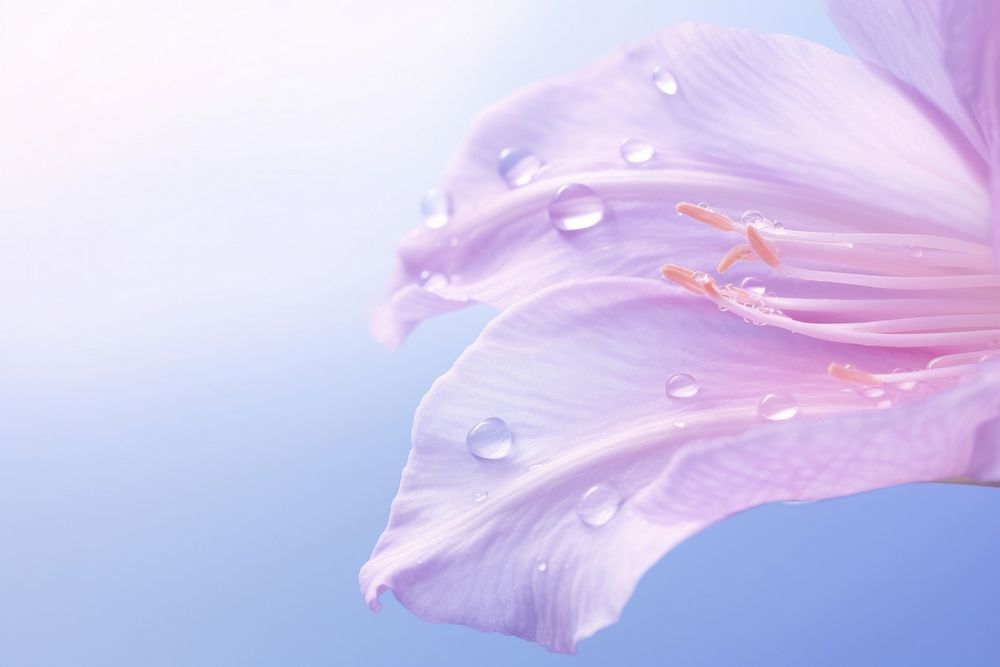 Water droplet on gladioli nature flower backgrounds.